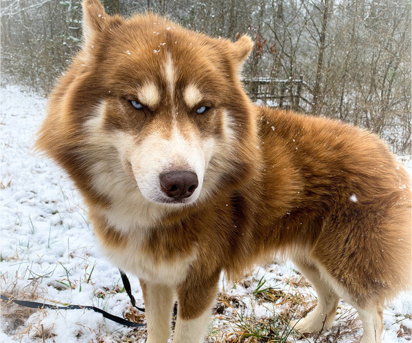 Medium Photo #1  Breeder Profile in UNION GROVE, AL, USA