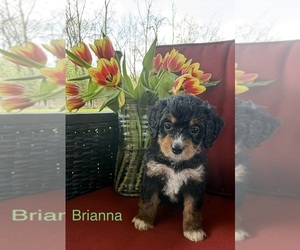 Bernedoodle (Miniature) Dog Breeder near KINGSPORT, TN, USA