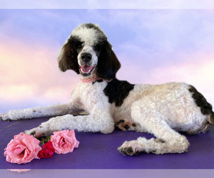 Poodle (Standard) Dog Breeder near ALPINE, AL, USA