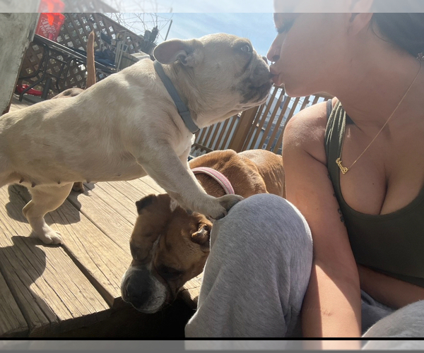 Medium Photo #6  Breeder Profile in NEW BEDFORD, MA, USA