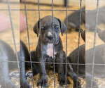 Small #2 Breeder Profile image
