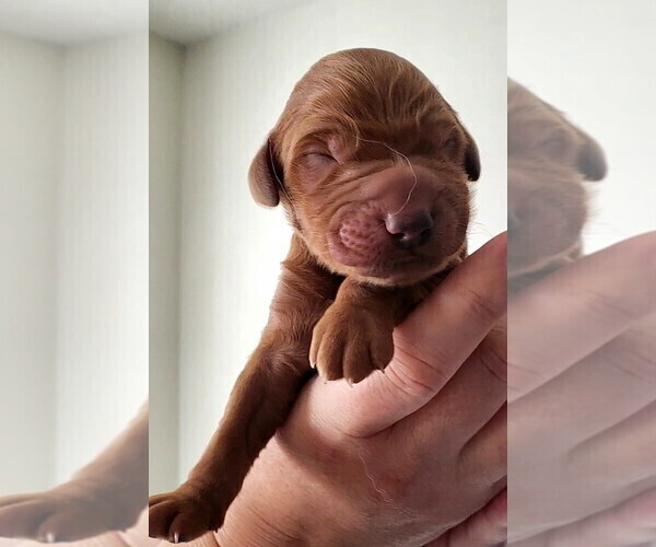 Medium Photo #1  Breeder Profile in LAS VEGAS, NV, USA