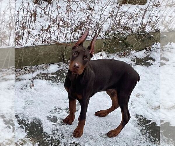 Medium Photo #56  Breeder Profile in FORT LAUDERDALE, FL, USA