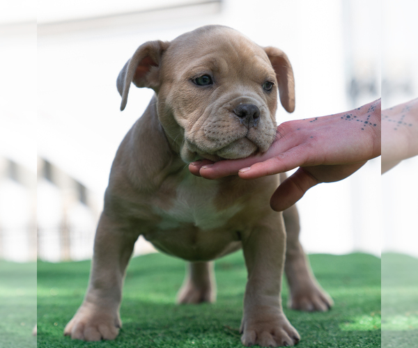 Medium Photo #5  Breeder Profile in SANTA CRUZ, CA, USA