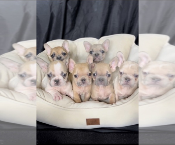 Medium Photo #1  Breeder Profile in NEW ORLEANS, LA, USA