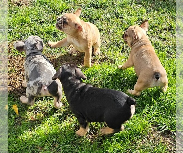 Medium Photo #60  Breeder Profile in CHINO HILLS, CA, USA