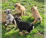 Small #59 Breeder Profile image