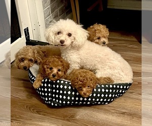 Poodle (Toy) Dog Breeder near GIRARD, KS, USA
