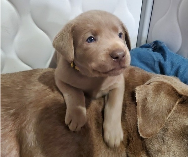 Medium Photo #13  Breeder Profile in FLAGLER, CO, USA