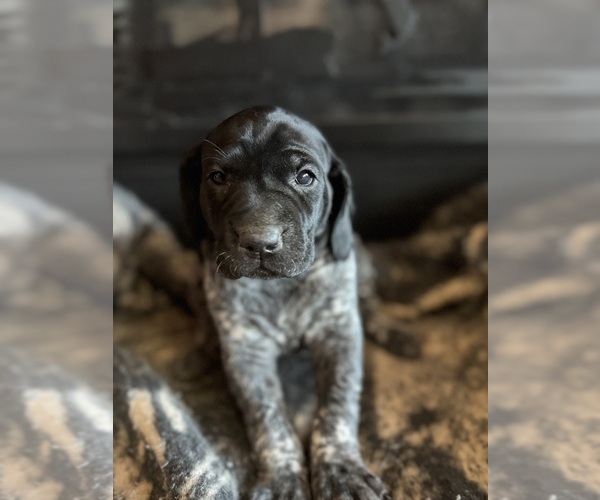 Medium Photo #15  Breeder Profile in BOONVILLE, IN, USA