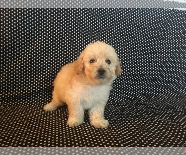 Medium Photo #1  Breeder Profile in MESA, AZ, USA