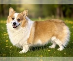 Small #22 Breeder Profile image