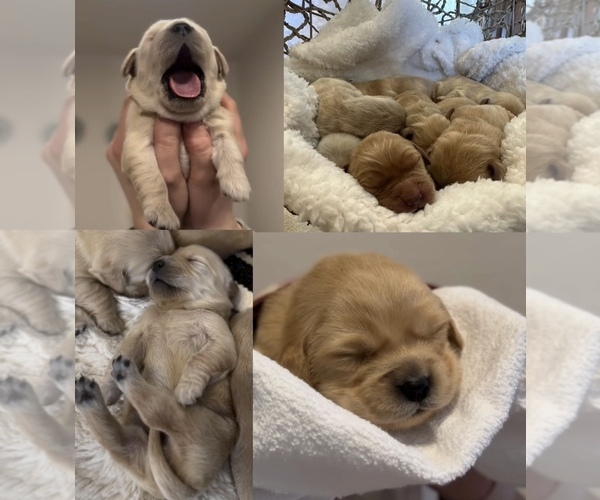 Medium Photo #2  Breeder Profile in KALISPELL, MT, USA