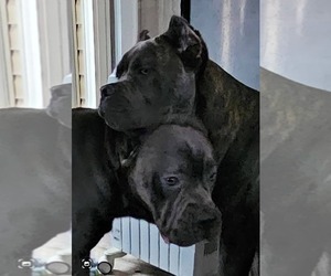 Cane Corso Dog Breeder near CHARLOTTE, NC, USA