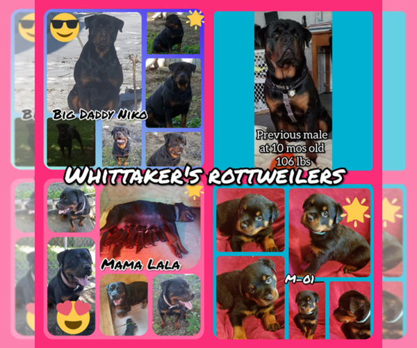 Medium Photo #1  Breeder Profile in EDEN, IN, USA