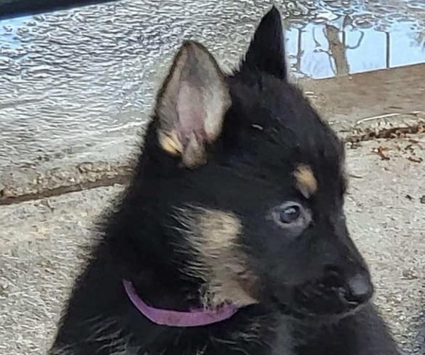 Medium Photo #1  Breeder Profile in ELIZABETH CITY, NC, USA