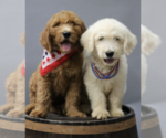 Small breeder photo