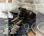 Small breeder photo