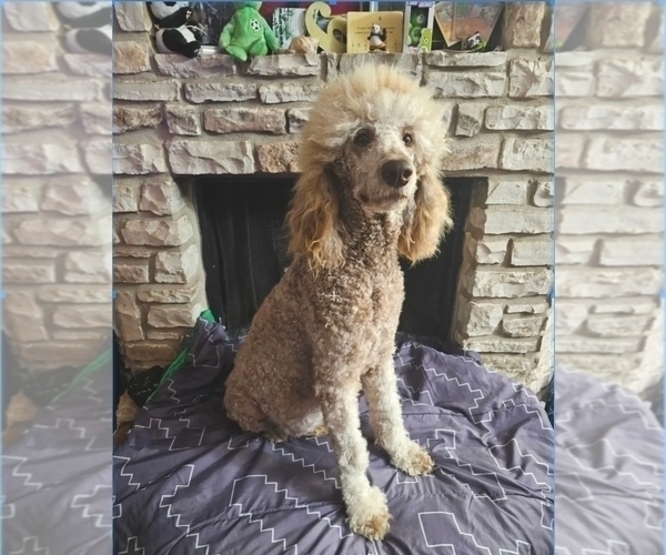 Medium Photo #14  Breeder Profile in SAN ANTONIO, TX, USA