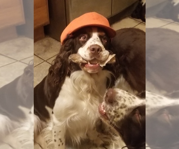 Medium Photo #2  Breeder Profile in STEVENSVILLE, MI, USA