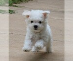 Small breeder photo