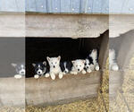 Small #1 Breeder Profile image