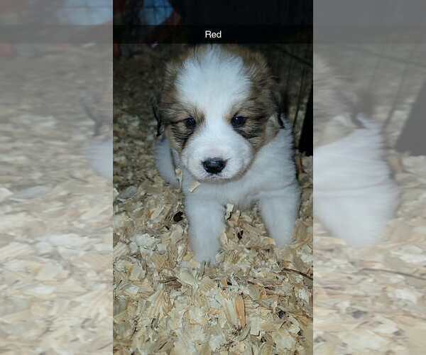 Medium Photo #3  Breeder Profile in HARRIMAN, TN, USA