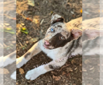 Small #38 Breeder Profile image