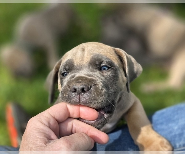 Medium Photo #8  Breeder Profile in BANGS, TX, USA