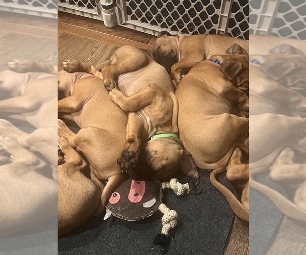Medium Photo #1  Breeder Profile in SURPRISE, AZ, USA