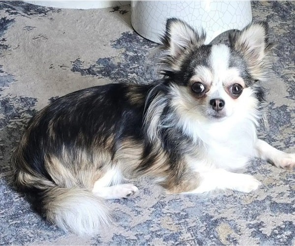 Medium Photo #80  Breeder Profile in HOMERVILLE, GA, USA