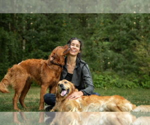 Golden Retriever Dog Breeder near BUCKLEY, WA, USA