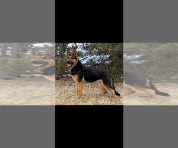 Medium Photo #2  Breeder Profile in DE PERE, WI, USA