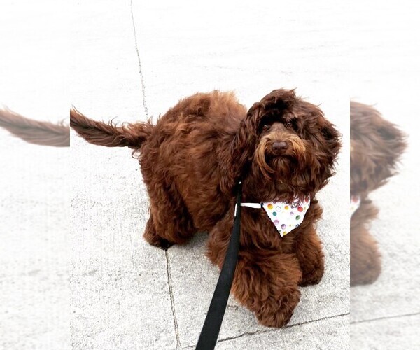 Medium Photo #1  Breeder Profile in KNOXVILLE, TN, USA