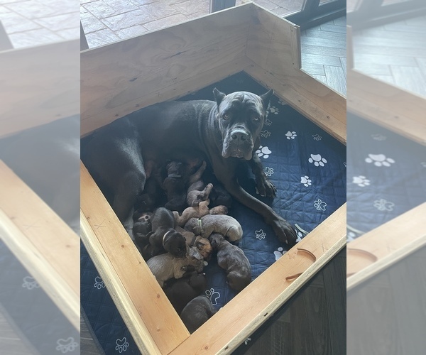 Medium Photo #1  Breeder Profile in OKLAHOMA CITY, OK, USA
