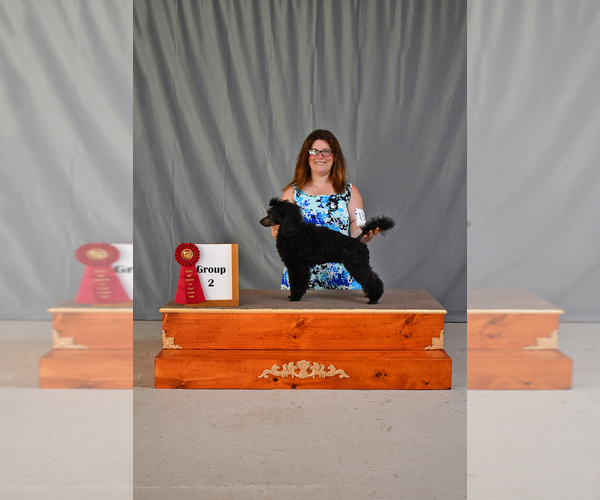 Medium Photo #3  Breeder Profile in BARBERTON, OH, USA