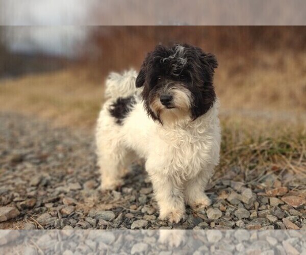 Medium Photo #15  Breeder Profile in BARREN SPRINGS, VA, USA