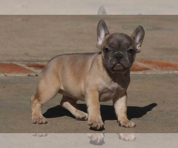 Medium Photo #9  Breeder Profile in FALLBROOK, CA, USA