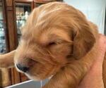 Small #7 Breeder Profile image