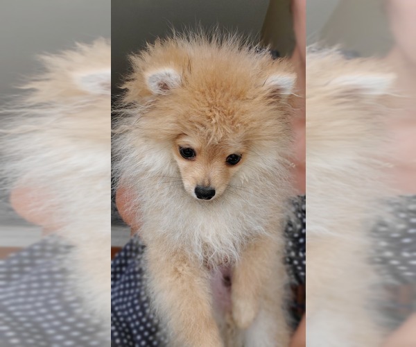 Medium Photo #1  Breeder Profile in HOLLYWOOD, FL, USA