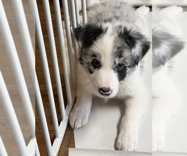 Medium Photo #4  Breeder Profile in FRANKFORT, IL, USA