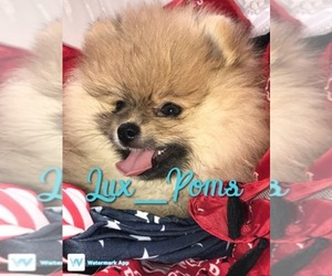 Pomeranian Dog Breeder near WATERTOWN, MA, USA