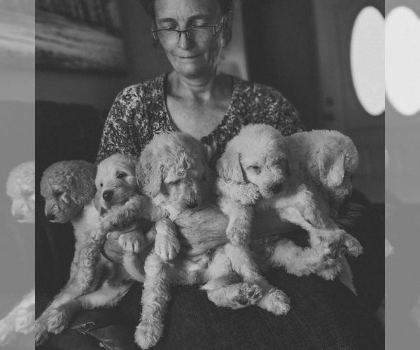 Medium Photo #1  Breeder Profile in WAGENER, SC, USA