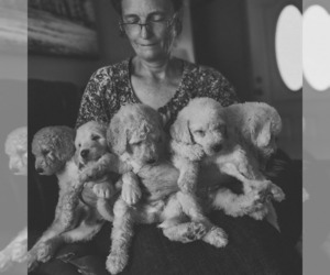 Poodle (Standard) Dog Breeder near WAGENER, SC, USA