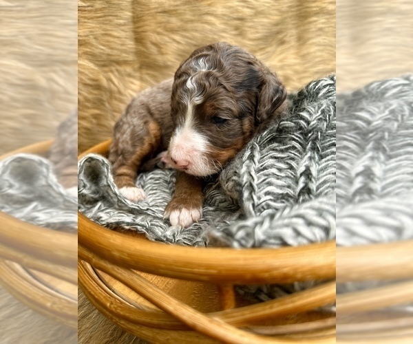 Medium Photo #9  Breeder Profile in HERNANDO, FL, USA