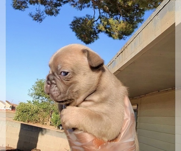 Medium Photo #7  Breeder Profile in BURBANK, CA, USA