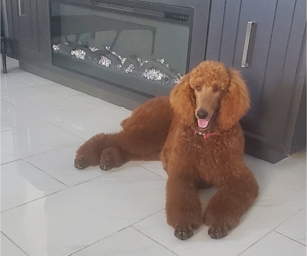 Medium Photo #7  Breeder Profile in AUSTIN, TX, USA