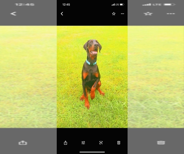 Medium Photo #1  Breeder Profile in CHESTER, SC, USA