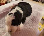 Small #20 Breeder Profile image