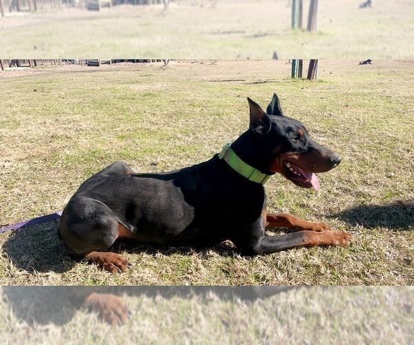 Medium Photo #2  Breeder Profile in CORRIGAN, TX, USA